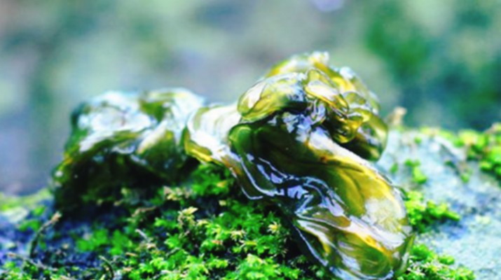 享游渭河源丨舌尖上的渭河源，野菜飄香的春日盛宴