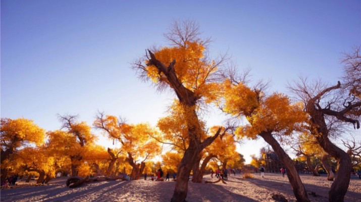 踏歌而行，文旅融合綻芳華——甘肅文旅產(chǎn)業(yè)集團(tuán)六年發(fā)展紀(jì)實(shí)